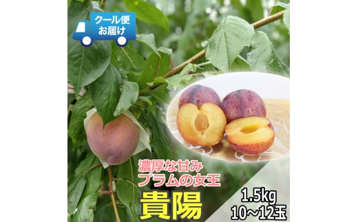 ＜2026年発送先行予約＞クール便 収穫当日に発送 プラムの女王【貴陽】1.5kg（10～12玉） ALPDG007