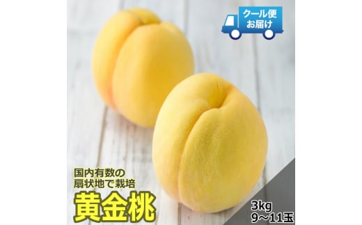 ＜2026年発送先行予約＞クール便 収穫当日に発送 【黄金桃】3kg（9～11玉） ALPDG010