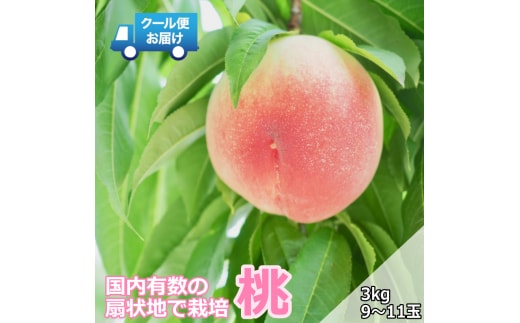 ＜2026年発送先行予約＞クール便 収穫当日に発送 【桃】3kg（9～11玉） ALPDG013