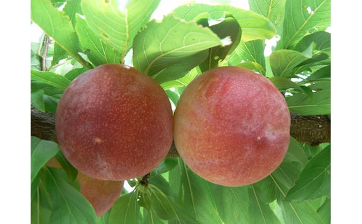 ＜2026年発送先行予約＞すもも「サマーエンジェル」10～13玉入り×2箱約3kg ALPAA015