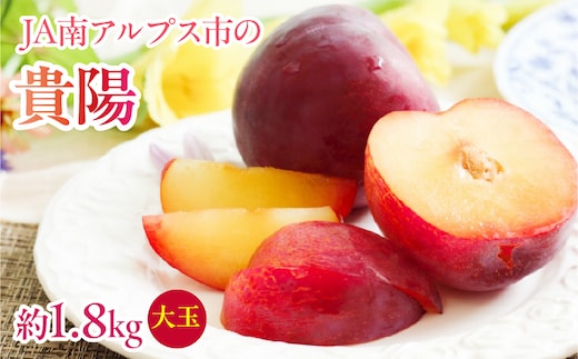 【2027年(令和9年)発送先行予約】来年発送！！すもも「貴陽」大玉約1.8ｋｇ ALPAA023
