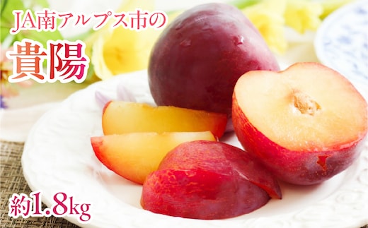 【2027年(令和9年)発送先行予約】来年発送！！すもも「貴陽」約1.8ｋｇ ALPAA024