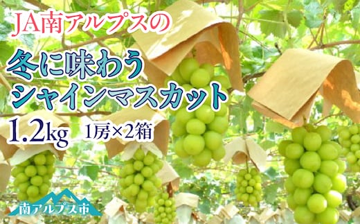 ＜2026年発送先行予約＞冬に味わうシャインマスカット1.2kg ALPAA040
