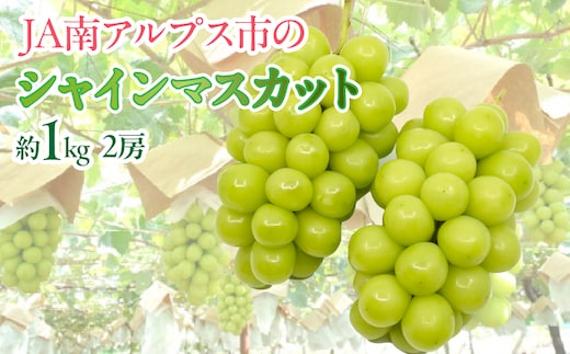 ＜2026年発送先行予約＞★TBSテレビ系列「ひるおび」で取り上げられました！★シャインマスカット 2房 約1kg (1房あたり約450g〜550g×2房） ALPAA055
