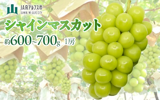 【2027年(令和9年)発送先行予約】来年発送！！シャインマスカット1房 (約600～700g) ALPAA058