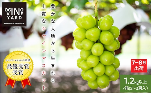 ＜2026年発送先行予約＞山梨県産早期出荷シャインマスカット １．2ｋｇ以上／箱 ２～３房入 ALPAK010