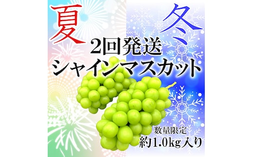 ＜2026年発送分先行予約＞夏冬の全2回発送 山梨県南アルプス市産 シャインマスカット定期便 約1.0kg×2回 2～3房入り ALPAH001