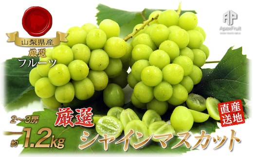 ＜2026年発送先行予約＞厳選！南アルプス市産 シャインマスカット 約1.2kg（2～3房） ALPDD009