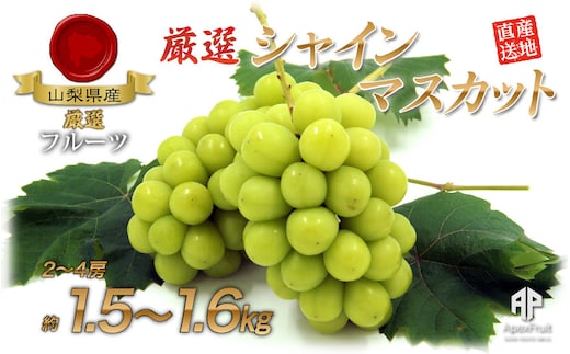 ＜2026年発送先行予約＞ 厳選！南アルプス市産 シャインマスカット 約1.5kg～1.6kg（2～4房） ALPDD010