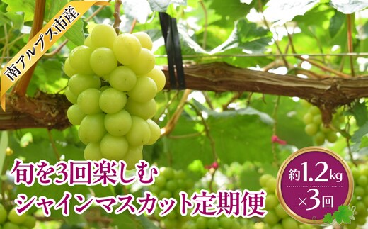 【2026年度先行予約】旬を3回楽しむ シャインマスカット 1.2kg相当×3回 ALPAJ076