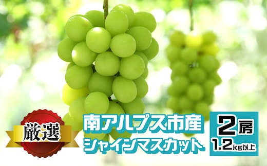 ＜2026年発送先行予約＞南アルプス市産 シャインマスカット 1.2kg以上 （2房） ALPEV001