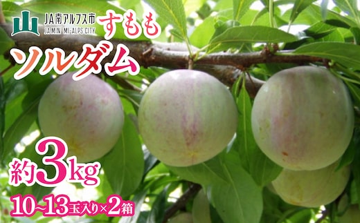 ＜2026年発送先行予約＞すもも「ソルダム」10～13玉入り×2箱約3kg ALPAA002