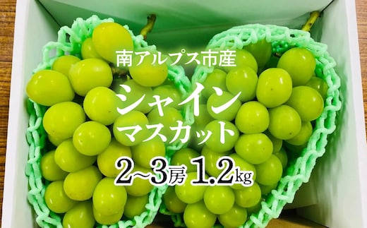 ＜2026年発送先行予約＞南アルプス市産シャインマスカット1.2kg以上（2～3房） クール便発送 ALPAG007