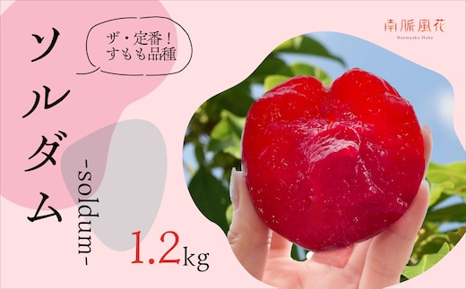＜2026年発送分先行予約＞農家直送！すもも ソルダム約1.2kg ALPAJ007
