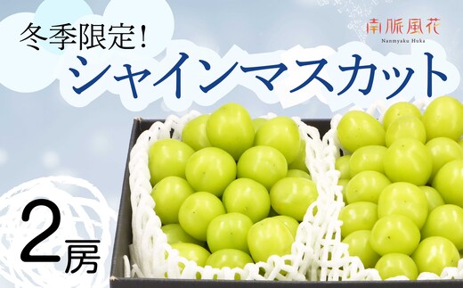 ＜2026年発送分先行予約＞冬に食べる シャインマスカット2房 ALPAJ010 | シャインマスカット ぶどう フルーツ 冬 シャイン 2房 南アルプス市 山梨 山梨県