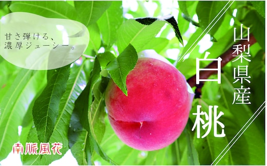 【2026年発送先行予約】山梨県産白桃1.8kg相当 ALPAJ018
