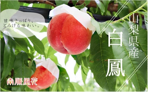 【2026年発送先行予約】山梨県産白鳳1.8kg相当 ALPAJ019