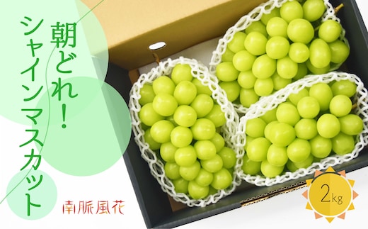 【2026年発送先行予約】朝採れ！シャインマスカット2㎏ ALPAJ023