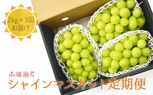 【2026年発送先行予約】シャインマスカット贅沢定期便２㎏×３回 ALPAJ024