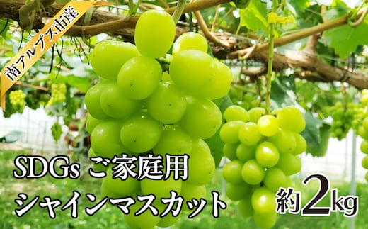 ＜2026年8月下旬～10月中旬＞SDGs ご家庭用 シャインマスカット約2.0kg ALPAJ042