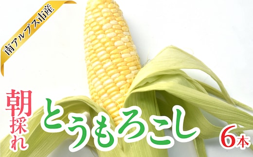 ＜2026年発送先行予約＞南アルプス市産 朝採れ とうもろこし 6本 ALPAJ061