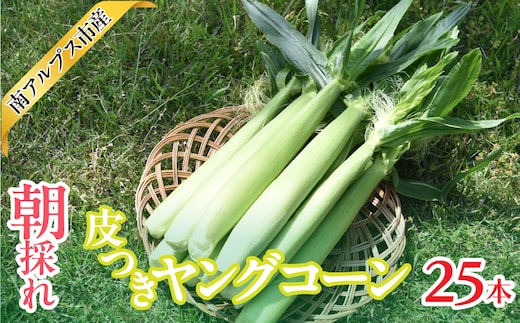 ＜2026年発送先行予約＞南アルプス市産 朝採れ 皮つきヤングコーン25本 ALPAJ062