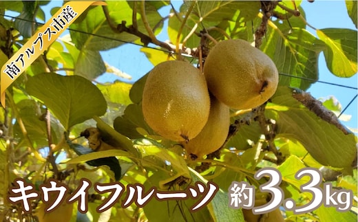 【2026年度先行予約】キウイフルーツ 3.3kg ALPAJ070