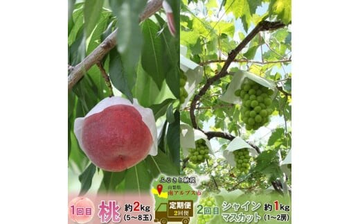 ＜2026年発送分先行予約＞厳選！2回定期便 桃2kg シャインマスカット1kｇ山梨県南アルプス市産 ALPBV011