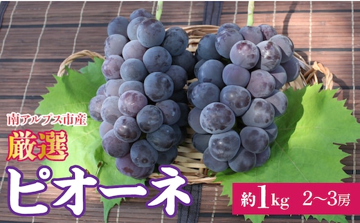 ＜2026年発送先行予約＞ 厳選！南アルプス市産 ピオーネ 約1.0kg（２～3房） ALPDD017