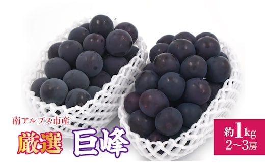 ＜2026年発送先行予約＞ 厳選！南アルプス市産 巨峰 約1.0kg（2～3房） ALPDD016