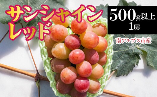 【2026年発送先行予約】南アルプス市産 サンシャインレッド 500g以上（1房） ALPDD019