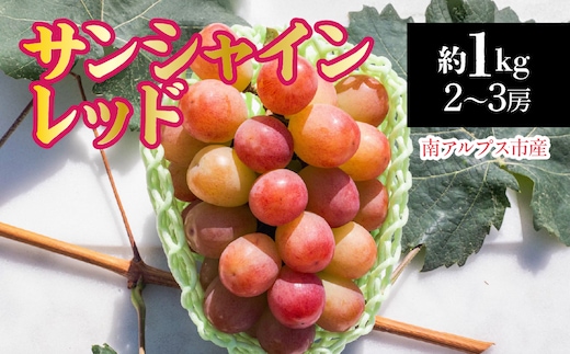 【2026年発送先行予約】南アルプス市産 サンシャインレッド約1.0kg（２～3房） ALPDD020