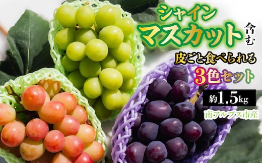 【2026年発送先行予約】南アルプス市産 シャインマスカット含む 皮ごと食べられる3色ぶどうセット 約1.5kg ALPDD024
