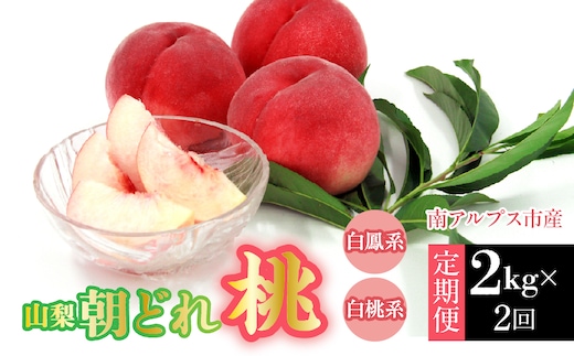 【2026年発送先行予約】南アルプス市産・山梨朝どれ桃2kg×2回配送（白鳳系・白桃系） 定期便 2回（クール便） ALPDD027