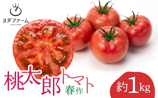 桃太郎トマト（春作）約 1kg ALPFL001