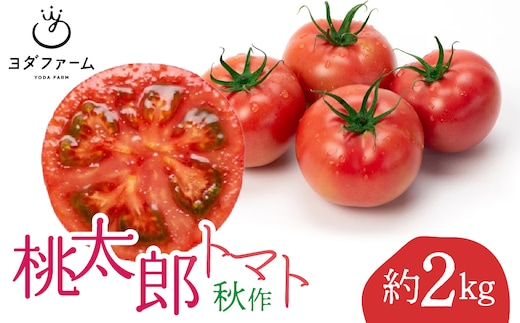 桃太郎トマト（秋作）約 2kg ALPFL004