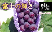 【2026年発送先行予約】南アルプス市産　富士の輝き1.0kg(2～3房) ALPDD022