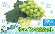 【2026年発送先行予約】南アルプス市産　冬に届くシャインマスカット　1房(約500g） ALPDD025
