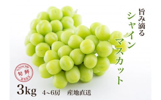 【2026年発送★先行予約】さわやかに滴るシャインマスカット 約3.0kg以上 065-022-26y