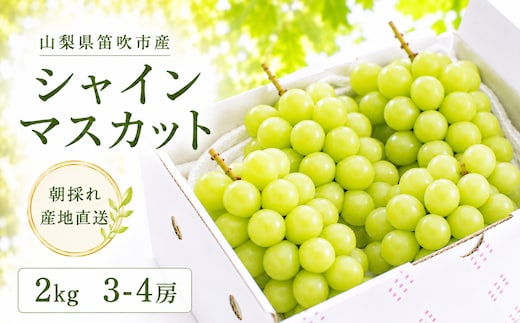 【2026年発送★先行予約】さわやかに滴るシャインマスカット 約2.0kg以上 065-021-26y
