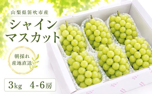 【2026年発送★先行予約】さわやかに滴るシャインマスカット 約3.0kg以上 065-022-26y