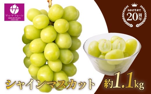 【2026年発送★先行予約】シャインマスカット 約1.1kg以上 088-023-26y