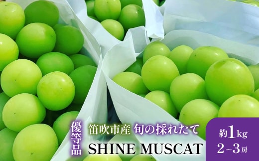 【2026年発送★先行予約】山梨県笛吹市産 旬の採れたてシャインマスカット 優等品 約1kg 2～3房 105-017-26y