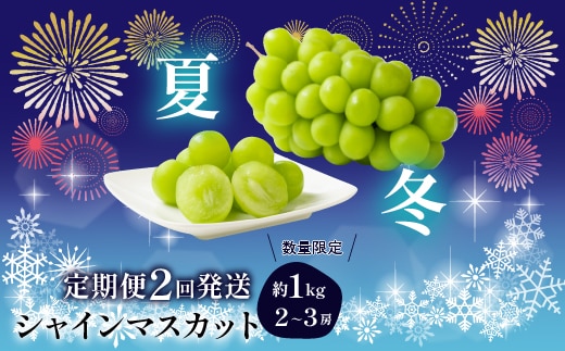 【2026年発送★先行予約】【夏冬２回発送】山梨県笛吹市産 シャインマスカット定期便 約1.0kg 2～3房入り 105-021