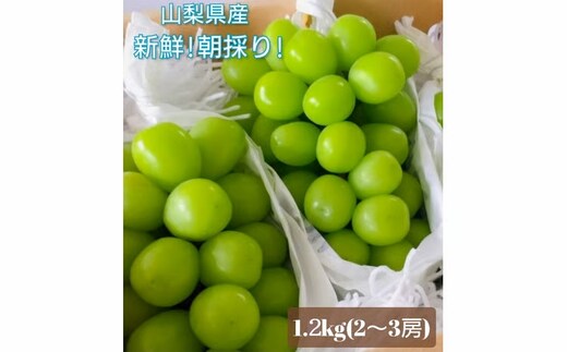 【2026年発送★先行予約】クール便 シャインマスカット 1.2kg以上 106-013