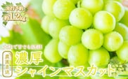 ＜25年発送先行予約＞農園直送！濃厚シャインマスカット 約1.2kg※クール便配送 109-001