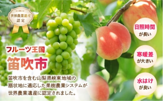 山梨県笛吹市産 シャインマスカット3～4房（約2キロ）