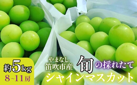 【2026年発送★先行予約】山梨県笛吹市産 旬の採れたてシャインマスカット 秀等品 約5kg 8～11房 105-026-26y