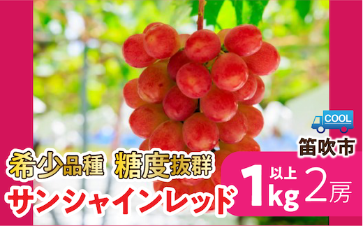 【2027年発送★先行予約】 希少品種糖度抜群「サンシャインレッド」2房約１㎏以上 106-025-27y