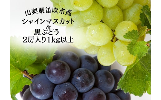 【2026年発送★先行予約】笛吹市産旬の葡萄２房入り２色セット 1kg以上 167-142